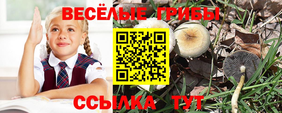Псилоцибиновые грибы Psilocybe Шатура