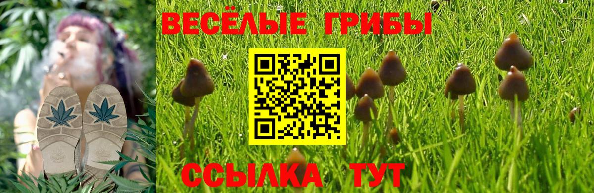 Псилоцибиновые грибы Psilocybe  купить наркотики цена  Шатура  Вход с VPN  Галлюциногенные грибы Psilocybe 